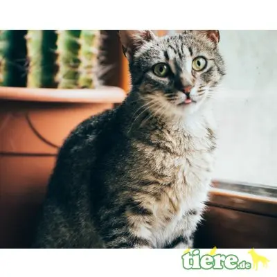 Flora, Mischling - Katze