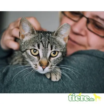 Flora, Mischling - Katze