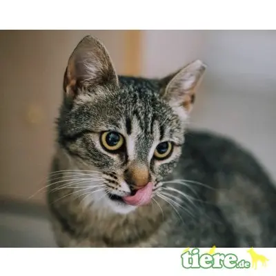 Flora, Mischling - Katze