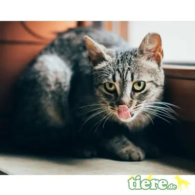 Flora, Mischling - Katze