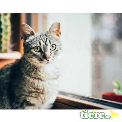 Flora, Mischling - Katze