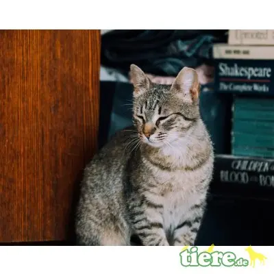 Flora, Mischling - Katze
