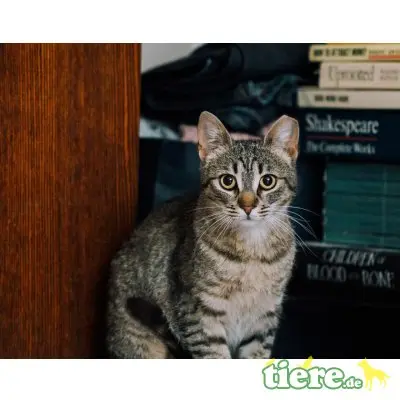 Flora, Mischling - Katze