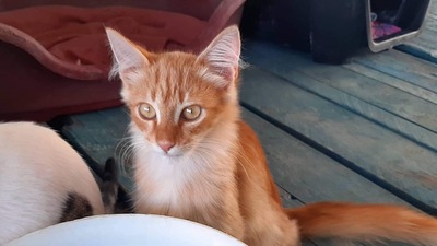 Fluff - Verspielter Jungkater, ca. 4 Monate, Mischling Jungtier - Kater