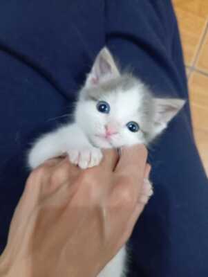 Fluffy