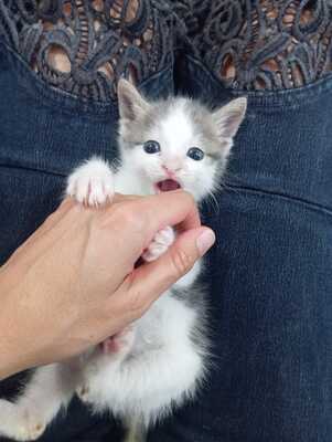 Fluffy, Europäisch Kurzhaar Jungtier - Kater