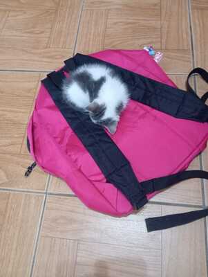 Fluffy, Europäisch Kurzhaar Jungtier - Kater