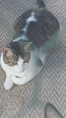 Ford sucht ein neues Zuhause (als Wohnungskater), Hauskatze - Kater