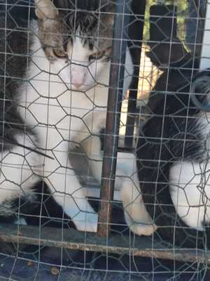 Ford sucht ein neues Zuhause (als Wohnungskater), Hauskatze - Kater