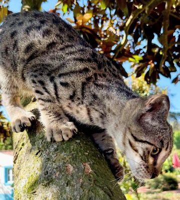 Forest Gump - ein besonderer Typ, Mix Jungtier - Kater
