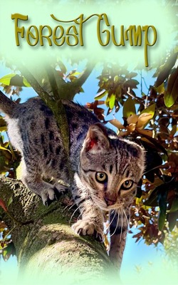 Forest Gump - ein besonderer Typ, Savannah Jungtier - Kater