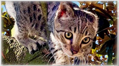 Forest Gump - ein besonderer Typ, Savannah Jungtier - Kater