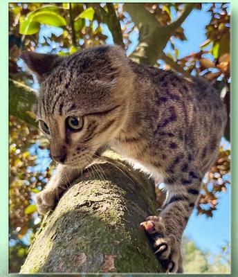 Forest Gump - ein besonderer Typ, Savannah Jungtier - Kater