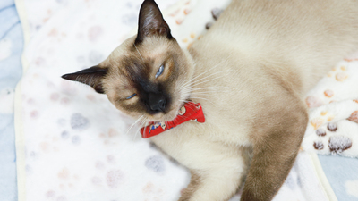 Fortuna, Thai - Katze