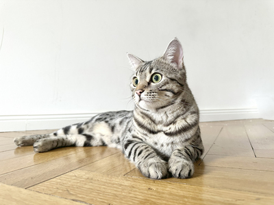 Französischer Silberner Bengal-Kater (F11), 1 Jahr mit Stanmmbaum, kastriert, BENGAL.UND EUROPÄISCH KURZHAAR - Kater