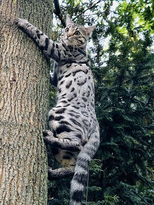 Französischer Silberner Bengal-Kater (F11), 1 Jahr mit Stanmmbaum, kastriert, BENGAL.UND EUROPÄISCH KURZHAAR - Kater