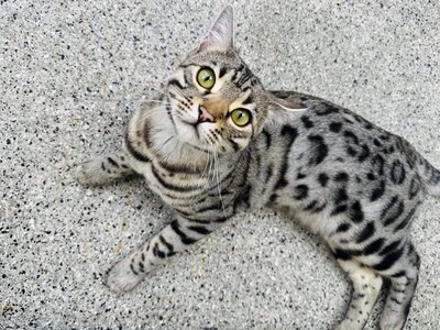 Französischer Silberner Bengal-Kater (F11), 1 Jahr mit Stanmmbaum, kastriert, BENGAL.UND EUROPÄISCH KURZHAAR - Kater