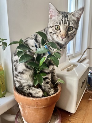 Französischer Silberner Bengal-Kater (F11), 1 Jahr mit Stanmmbaum, kastriert, BENGAL.UND EUROPÄISCH KURZHAAR - Kater