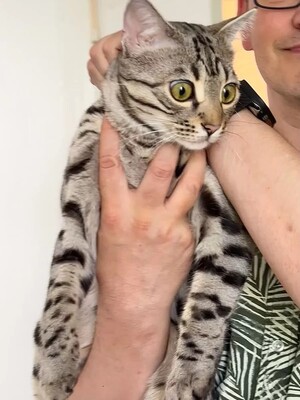 Französischer Silberner Bengal-Kater (F11), 1 Jahr mit Stanmmbaum, kastriert, BENGAL.UND EUROPÄISCH KURZHAAR - Kater