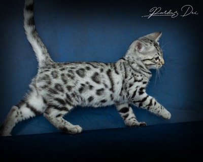 Französischer Silberner Bengal-Kater (F11), 1 Jahr mit Stanmmbaum, kastriert, BENGAL.UND EUROPÄISCH KURZHAAR - Kater