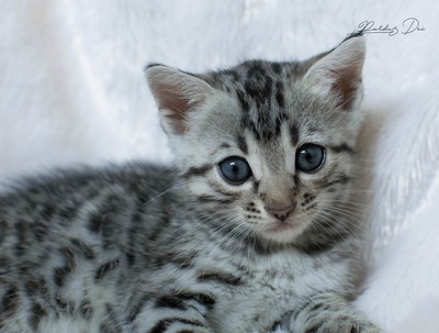 Französischer Silberner Bengal-Kater (F11), 1 Jahr mit Stanmmbaum, kastriert, BENGAL.UND EUROPÄISCH KURZHAAR - Kater