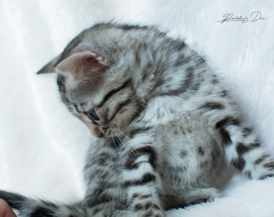 Französischer Silberner Bengal-Kater (F11), 1 Jahr mit Stanmmbaum, kastriert, BENGAL.UND EUROPÄISCH KURZHAAR - Kater