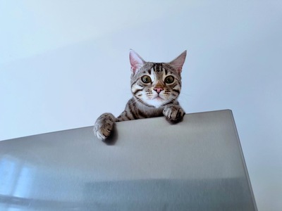 Französischer Silberner Bengal-Kater (F11), 1 Jahr mit Stanmmbaum, kastriert, BENGAL.UND EUROPÄISCH KURZHAAR - Kater