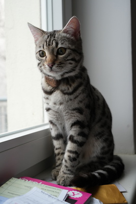 Französischer Silberner Bengal-Kater (F11), 1 Jahr mit Stanmmbaum, kastriert, BENGAL.UND EUROPÄISCH KURZHAAR - Kater