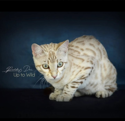Französischer Silberner Bengal-Kater (F11), 1 Jahr mit Stanmmbaum, kastriert, BENGAL.UND EUROPÄISCH KURZHAAR - Kater