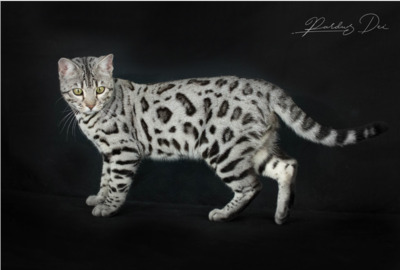 Französischer Silberner Bengal-Kater (F11), 1 Jahr mit Stanmmbaum, kastriert, BENGAL.UND EUROPÄISCH KURZHAAR - Kater