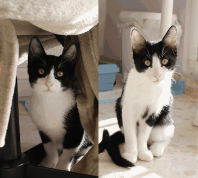 Frappé & Latte – Zwei kleine Seelen suchen ihr großes Glück (Nur zusammen / Wohnungshaltung), Hauskatzen Jungtier - Kater