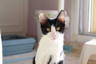 Frappé & Latte – Zwei kleine Seelen suchen ihr großes Glück (Nur zusammen / Wohnungshaltung), Hauskatzen Jungtier - Kater