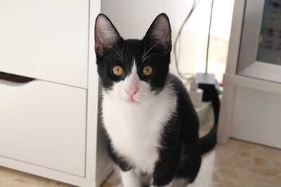 Frappé & Latte – Zwei kleine Seelen suchen ihr großes Glück (Nur zusammen / Wohnungshaltung), Hauskatzen Jungtier - Kater