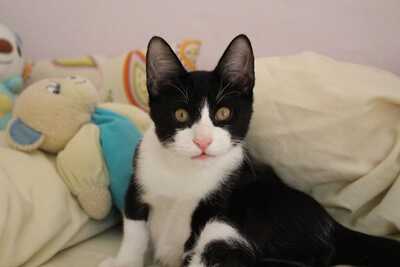 Frappé & Latte – Zwei kleine Seelen suchen ihr großes Glück (Nur zusammen / Wohnungshaltung), Hauskatzen Jungtier - Kater