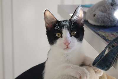 Frappé & Latte – Zwei kleine Seelen suchen ihr großes Glück (Nur zusammen / Wohnungshaltung), Hauskatzen Jungtier - Kater