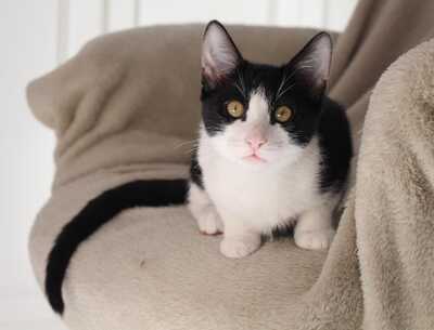 Frappé & Latte – Zwei kleine Seelen suchen ihr großes Glück (Nur zusammen / Wohnungshaltung), Hauskatzen Jungtier - Kater