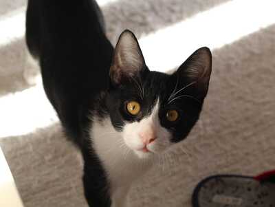 Frappé & Latte – Zwei kleine Seelen suchen ihr großes Glück (Nur zusammen / Wohnungshaltung), Hauskatzen Jungtier - Kater