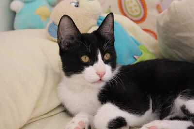 Frappé & Latte – Zwei kleine Seelen suchen ihr großes Glück (Nur zusammen / Wohnungshaltung), Hauskatzen Jungtier - Kater