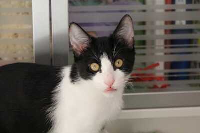 Frappé & Latte – Zwei kleine Seelen suchen ihr großes Glück (Nur zusammen / Wohnungshaltung), Hauskatzen Jungtier - Kater