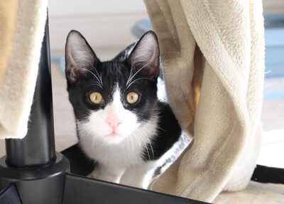 Frappé & Latte – Zwei kleine Seelen suchen ihr großes Glück (Nur zusammen / Wohnungshaltung), Hauskatzen Jungtier - Kater