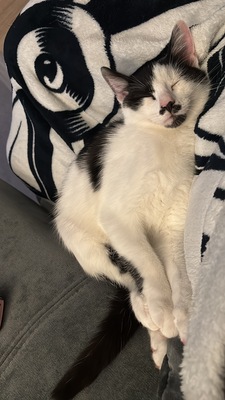 Fred, Europeische Hauskatze - Kater