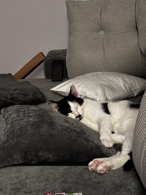 Fred, Europeische Hauskatze - Kater