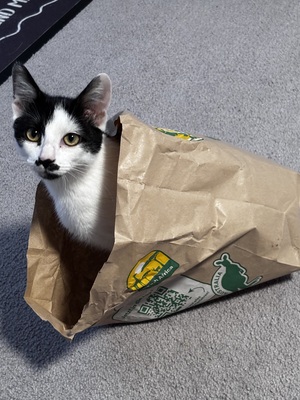 Fred, Europeische Hauskatze - Kater