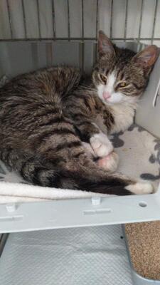 Freddy, Mischling - Kater