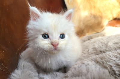 Freddy of Curious Coons, Main Coon Jungtier - Kater