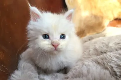 Freddy of Curious Coons, Main Coon Jungtier - Kater