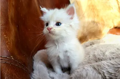 Freddy of Curious Coons, Main Coon Jungtier - Kater