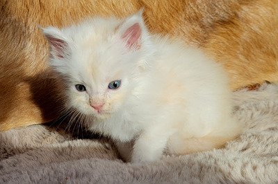 Freddy of Curious Coons, Main Coon Jungtier - Kater