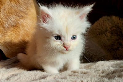 Freddy of Curious Coons, Main Coon Jungtier - Kater