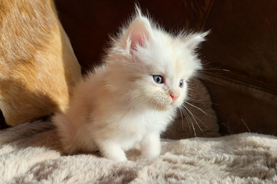 Freddy of Curious Coons, Main Coon Jungtier - Kater